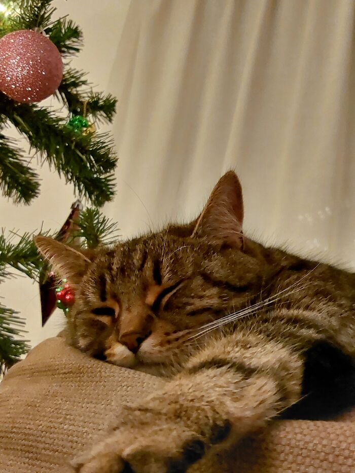 I'm In The Sofa And He Always Sleeps Close To Me