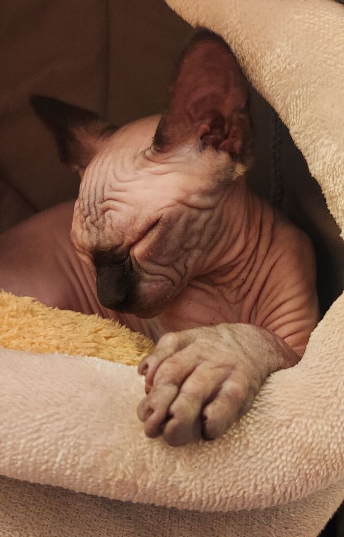 Munchkin Kitten (6 Pics)