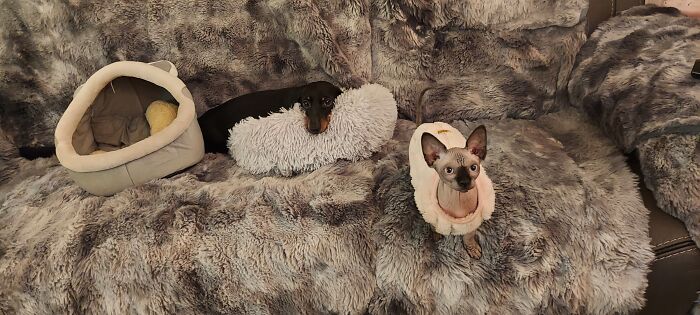 Munchkin Kitten (6 Pics)