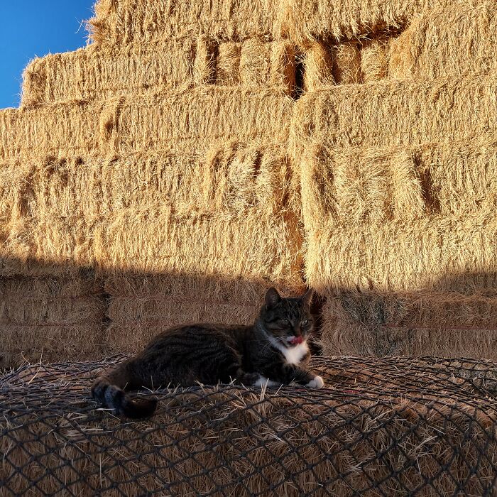 6 Yr Old Coco On A Hay Bale