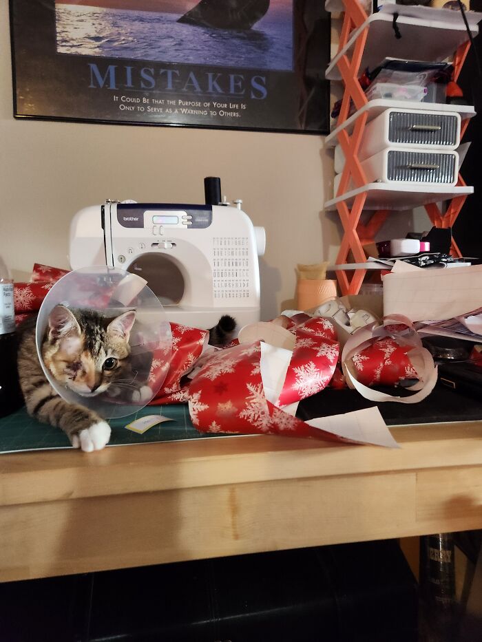 Pirate Queen Snuggles Von Bleppington Helping My Wrap Presents