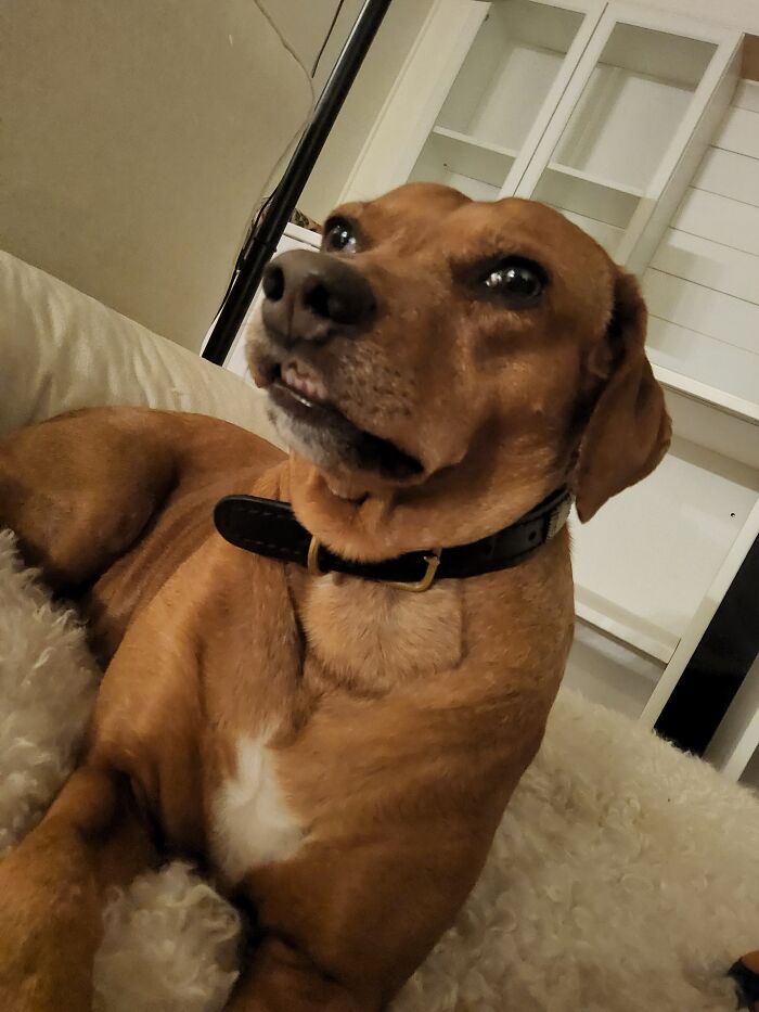 My Little Rescue Dog In Our New House