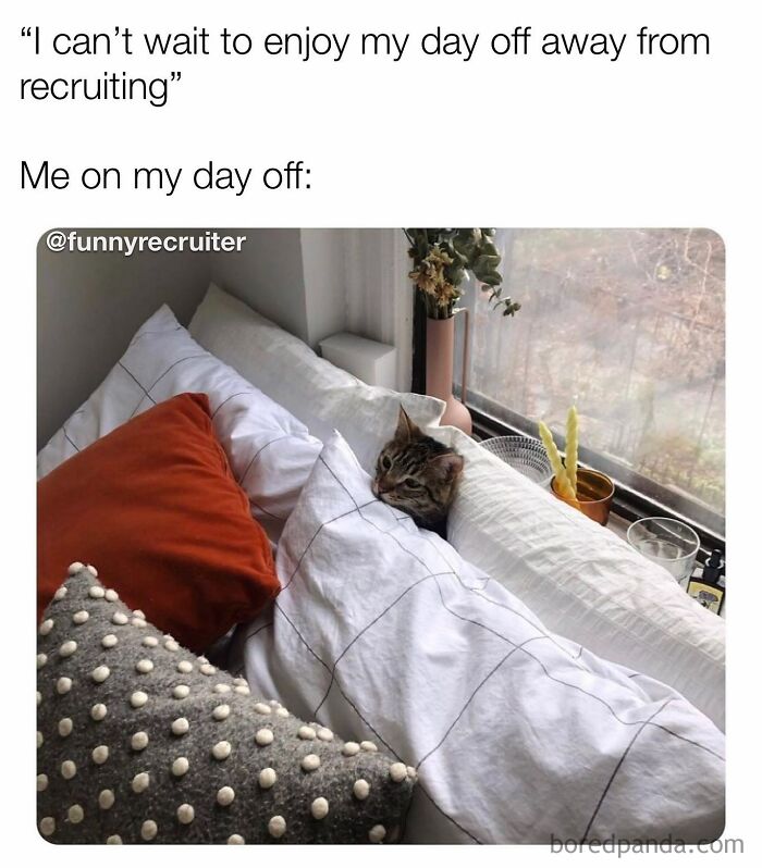 Cat nestled in bed surrounded by pillows, representing a funny recruiter meme.