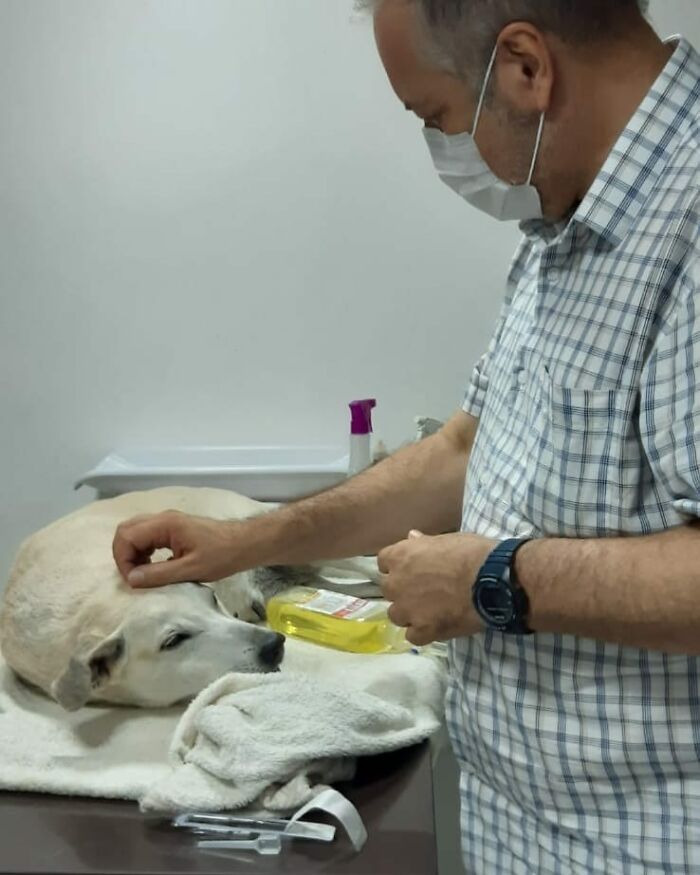 This Loving Priest Continues To Collect Stray Dogs At His Church, Encouraging People To Adopt Them