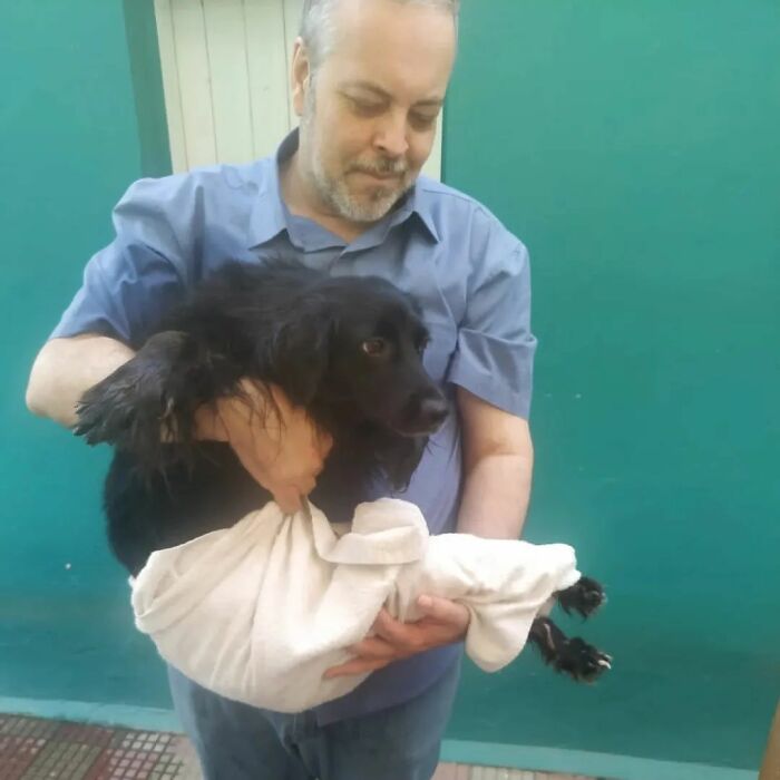 This Loving Priest Continues To Collect Stray Dogs At His Church, Encouraging People To Adopt Them