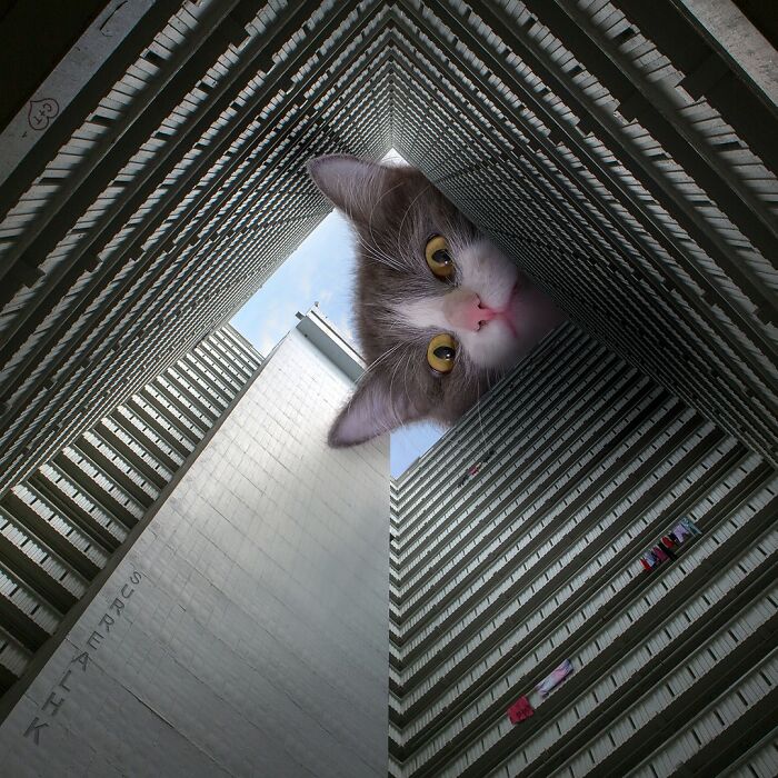 Digital Artist Shows What Hong Kong Would Be Like If Giant Animals Invaded It (34 Pics)