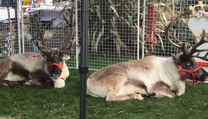 Reindeer Found On Suffolk&rsquo;s A-Road After Running Away From &lsquo;Santa&rsquo;s Grotto&rsquo; Attraction