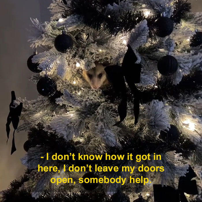 Jolly Wild Possum Discovered In Texas Woman&rsquo;s Christmas Tree After It Sneezes