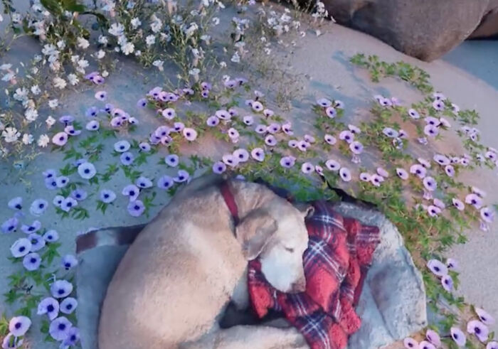 To Cope With His Grief, Man Creates A World Where He Can Keep Visiting His Pooch Who Passed Away