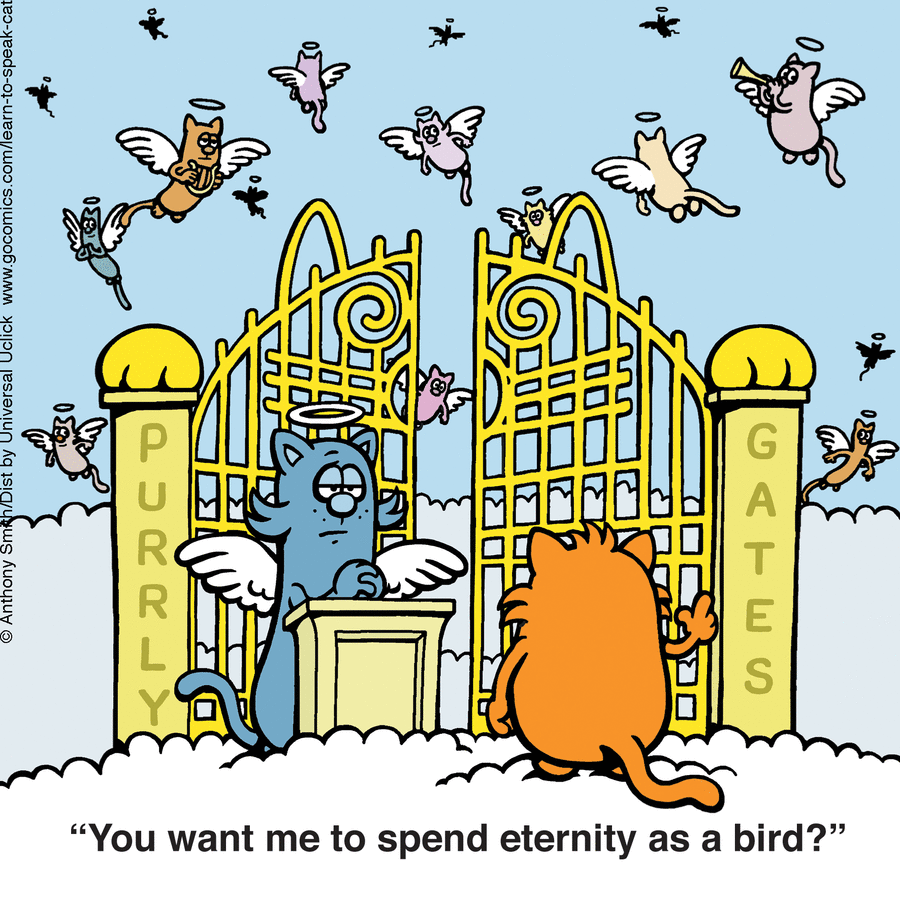 Cartoon of cats with wings at the pearly gates, illustrating the nature of cats in a humorous comic style.