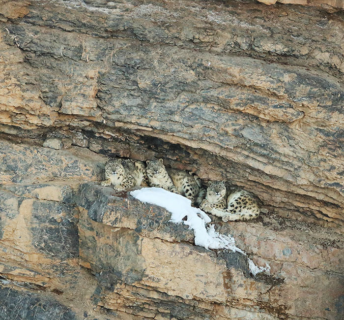 “I’m Losing My Mind”: People Go Crazy Trying To Spot The Snow Leopard Hidden In This Photo “I’m Losing My Mind”: People Go Crazy Trying To Spot The Snow Leopard Hidden In This Photo