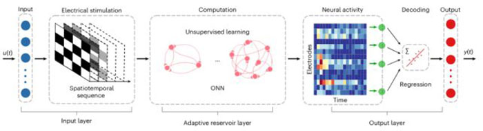 &ldquo;Things Are About To Get Weird&rdquo;: Scientists Use Human Brain Cells On Chip, It Can Now Do Simple Math