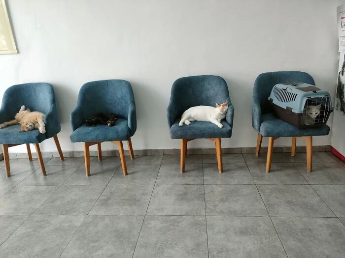 After Vet Rescued Rico As A Kitten, He&rsquo;s Been Paying It Back By Taking Care Of Patients