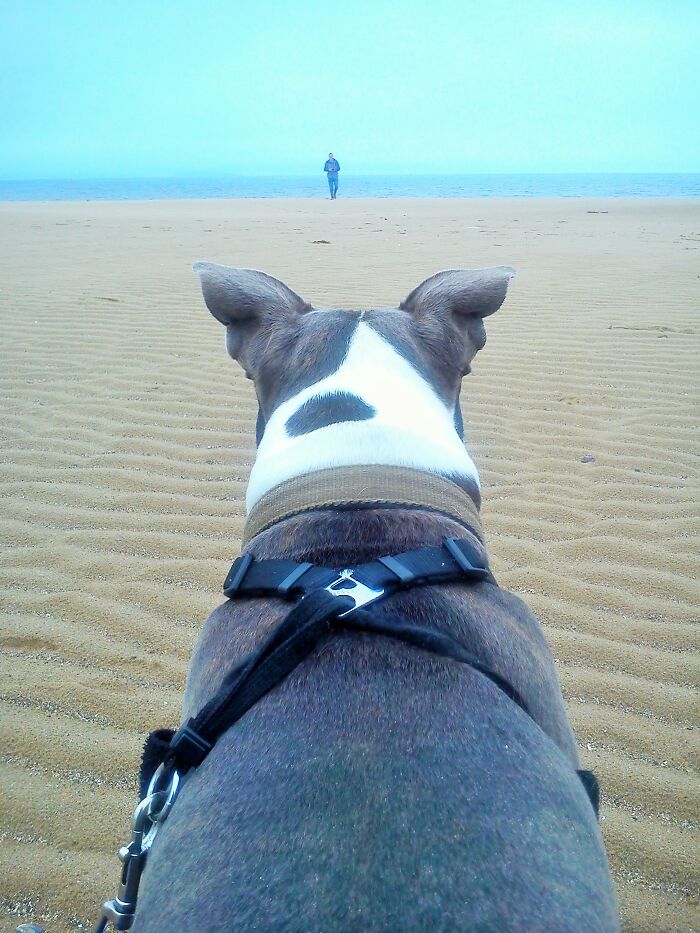 The Smokey Project: A Story Of How Rescuing A Dog Inspired Me To Help Rescue Centers