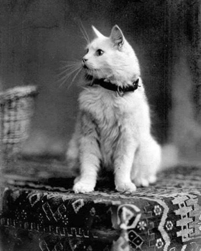 56 Vintage Photos Of Cats Posing With Famous People And Interesting Personalities (New Pics)