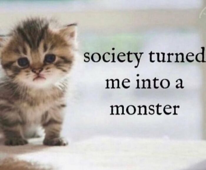 Chaotic-Funny-Cat-Pics