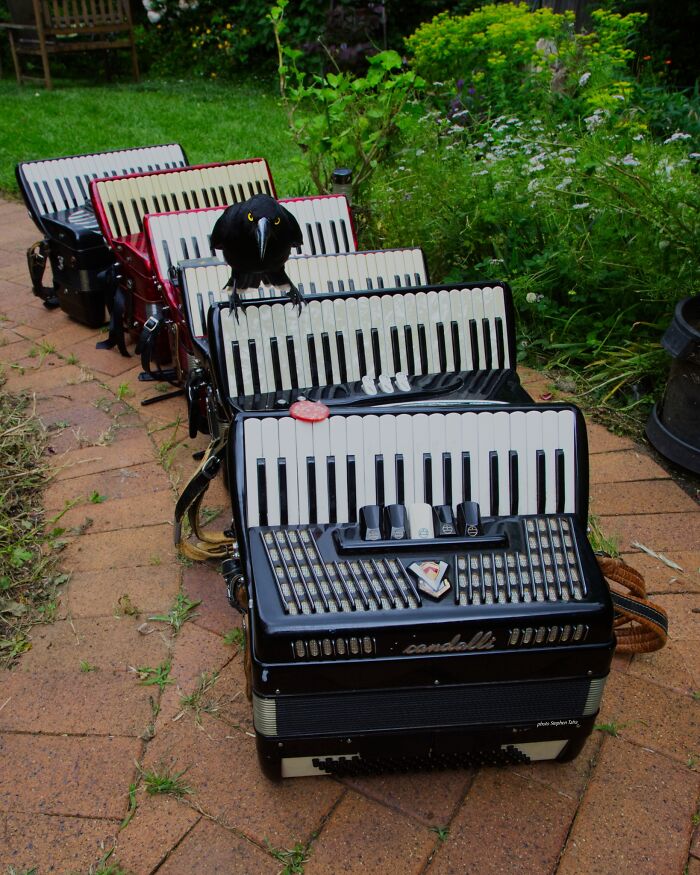 Quoth The Raven: "Nevermore Accordions!"