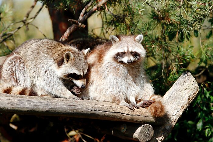 Two raccoons resting on a tree branch, illustrating weird surprises people found after moving into a new home.