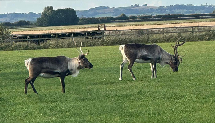 Reindeer Found On Suffolk&rsquo;s A-Road After Running Away From &lsquo;Santa&rsquo;s Grotto&rsquo; Attraction