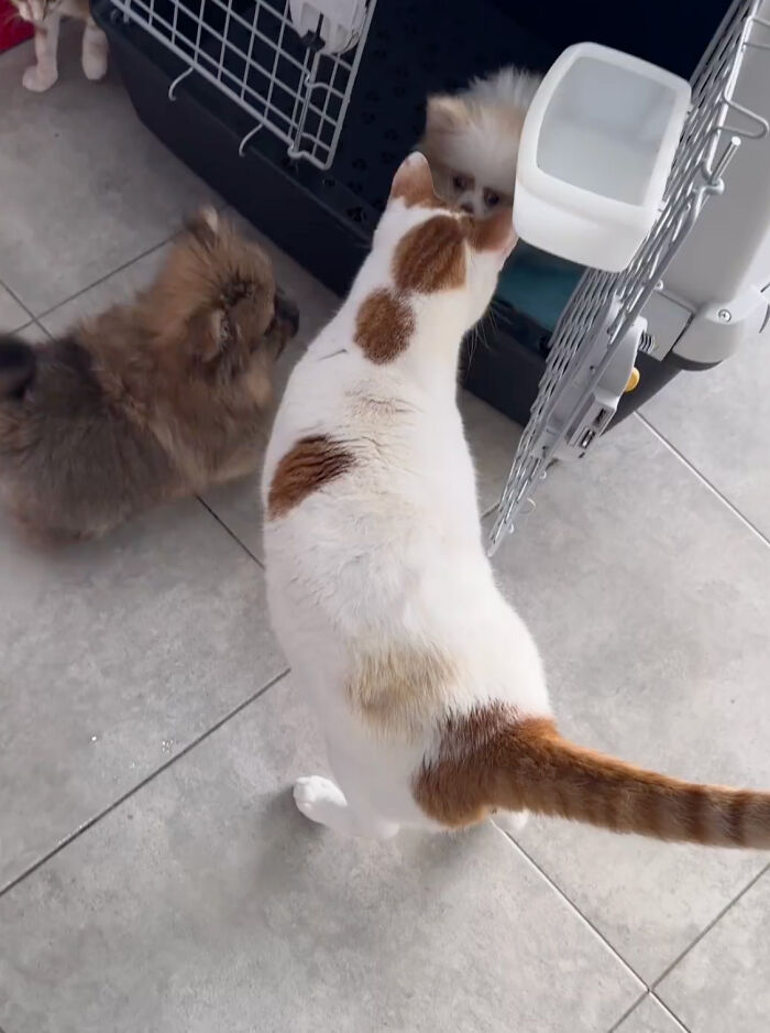 After Vet Rescued Rico As A Kitten, He&rsquo;s Been Paying It Back By Taking Care Of Patients