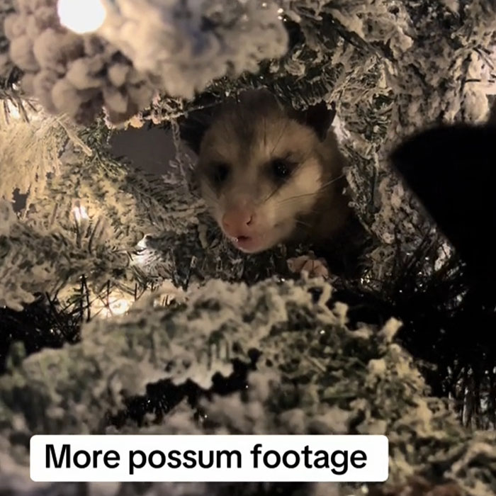 Jolly Wild Possum Discovered In Texas Woman&rsquo;s Christmas Tree After It Sneezes