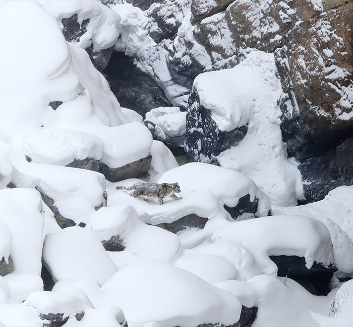 “I’m Losing My Mind”: People Go Crazy Trying To Spot The Snow Leopard Hidden In This Photo “I’m Losing My Mind”: People Go Crazy Trying To Spot The Snow Leopard Hidden In This Photo