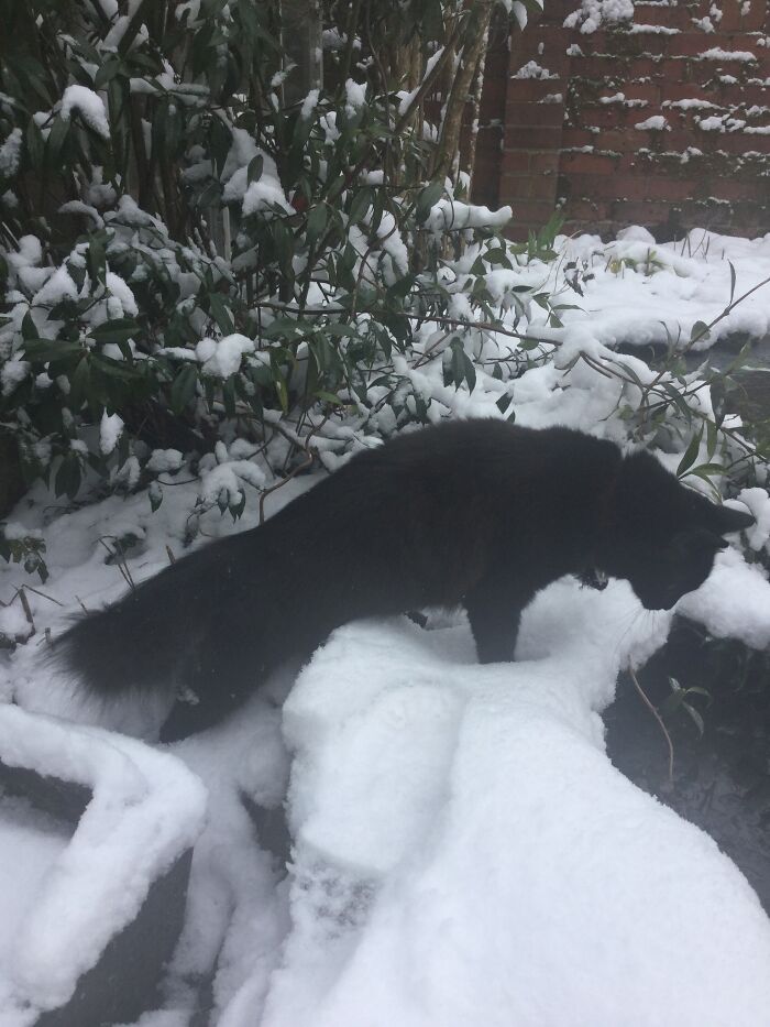 Norwegian Forest Kitten Not Deterred By A Bit Of Snow