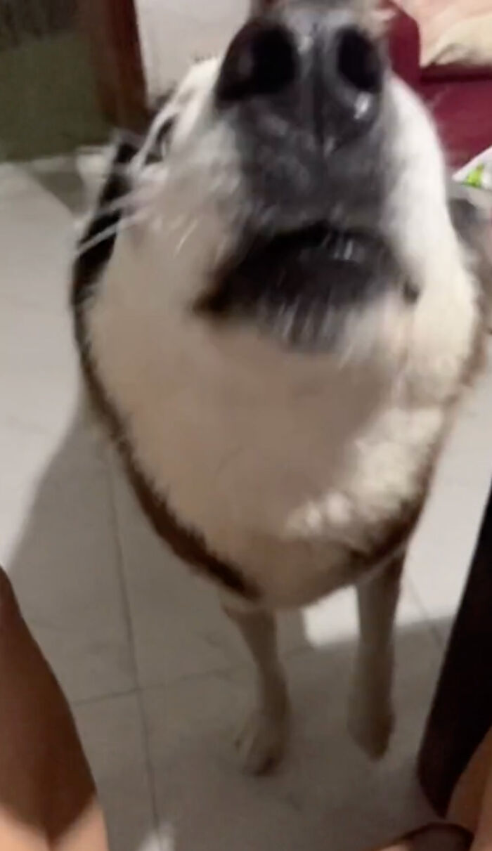 Dog Barks In Italian Accent To Sound Just Like His Owner Dog Barks In Italian Accent To Sound Just Like His Owner