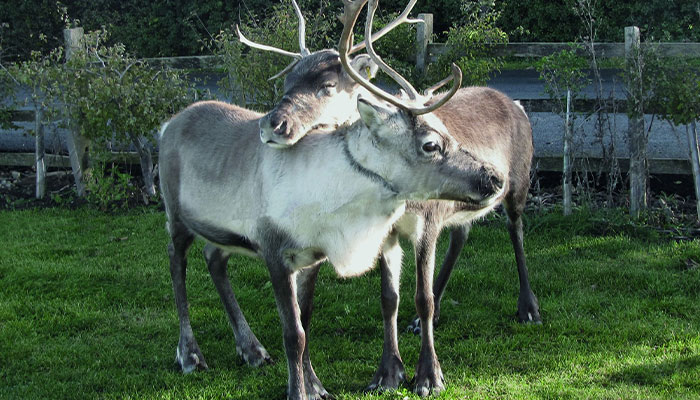 Reindeer Found On Suffolk&rsquo;s A-Road After Running Away From &lsquo;Santa&rsquo;s Grotto&rsquo; Attraction