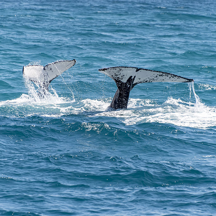 &ldquo;We&rsquo;ve Been Heard&rdquo;: Scientists Communicate With A Whale For 20 Minutes In Her Own Language