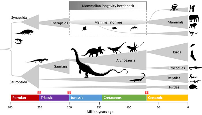 Evolutionary diagram showing the mammalian longevity bottleneck linked to dinosaur dominance over millions of years.