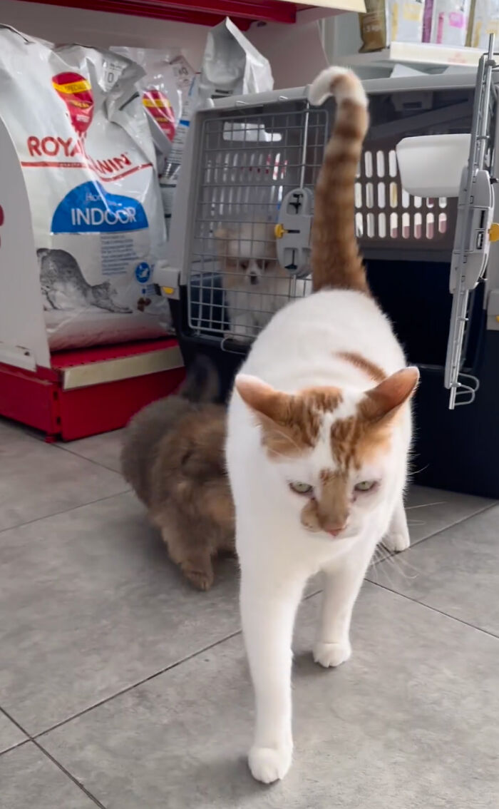 After Vet Rescued Rico As A Kitten, He&rsquo;s Been Paying It Back By Taking Care Of Patients