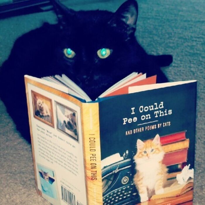 Black cat reading a humorous book titled "I Could Pee on This" on the carpet.