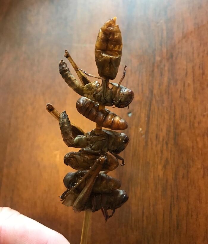 This Edible Bug Kebab Is The Perfect Gift For The Adventurous Eater In Your Life (Or The Friend Who's Always Bragging About Their "Iron Stomach"). They'll Either Love It Or Hate It, But It's Definitely A Gift They Won't Forget