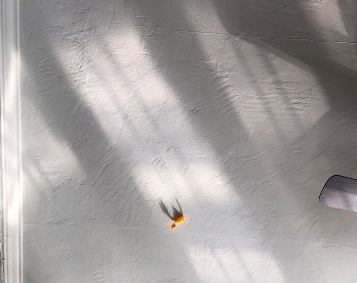 Bring The Fun And Feathers To Christmas With Rubber Chicken Slingshot - It's A White Elephant Gift That's Anything But Fowl!