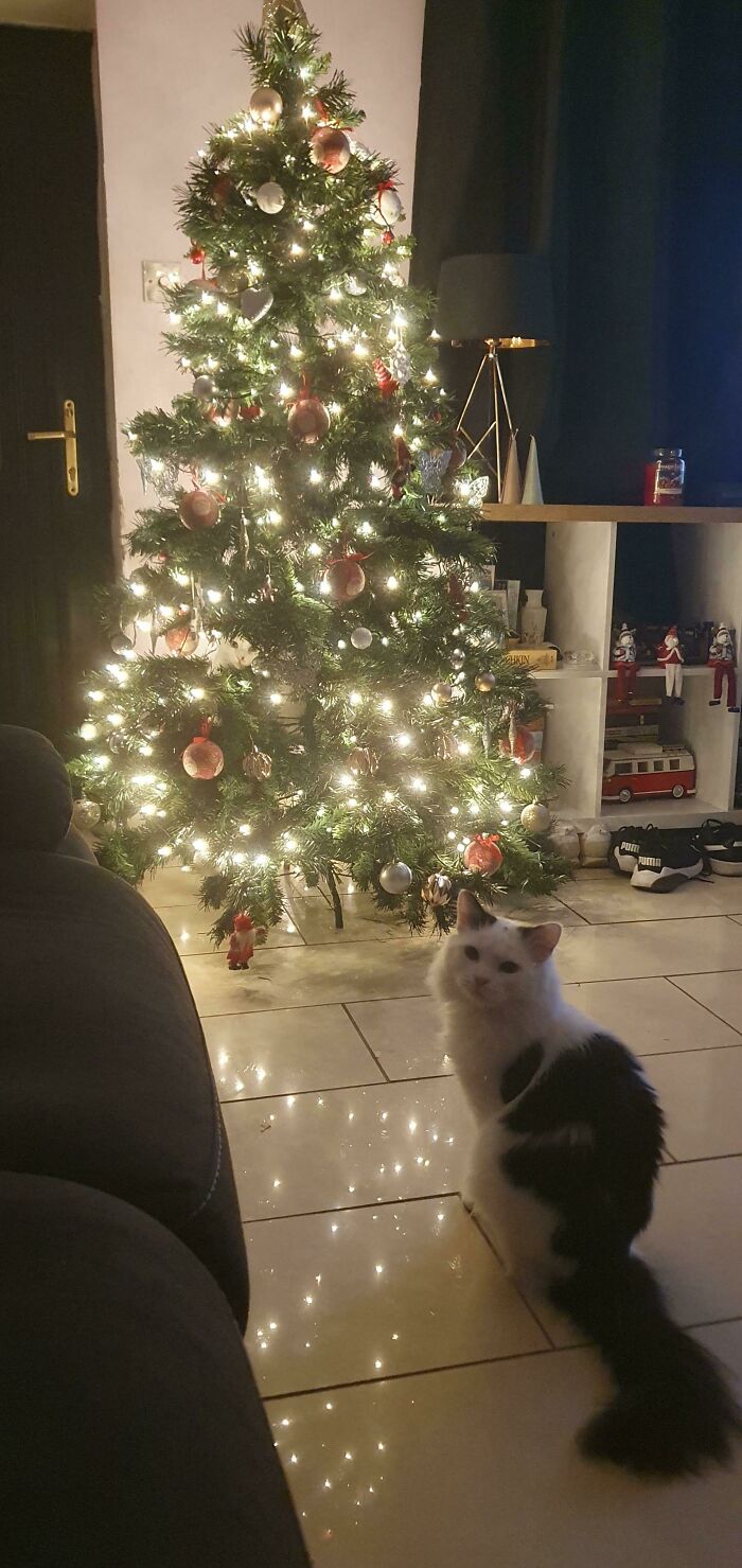 There Are 2 Cats In This Picture