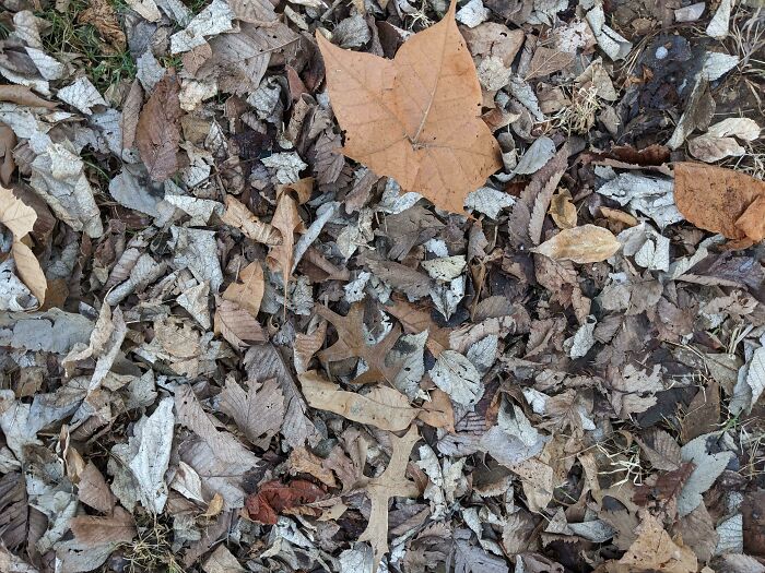 Find The Microsd Card I Dropped While Checking Out Trail Camera