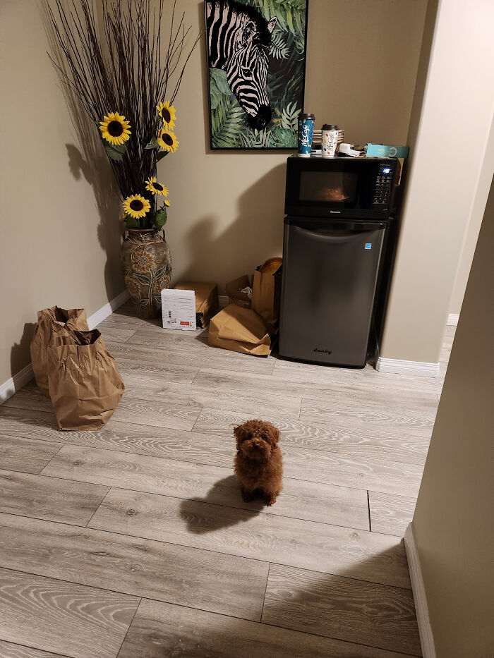 My Cat Likes To Ambush My Poor Toy Poodle. Where Is He