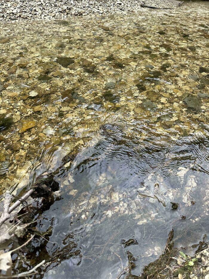 Find The Snake (Easy)