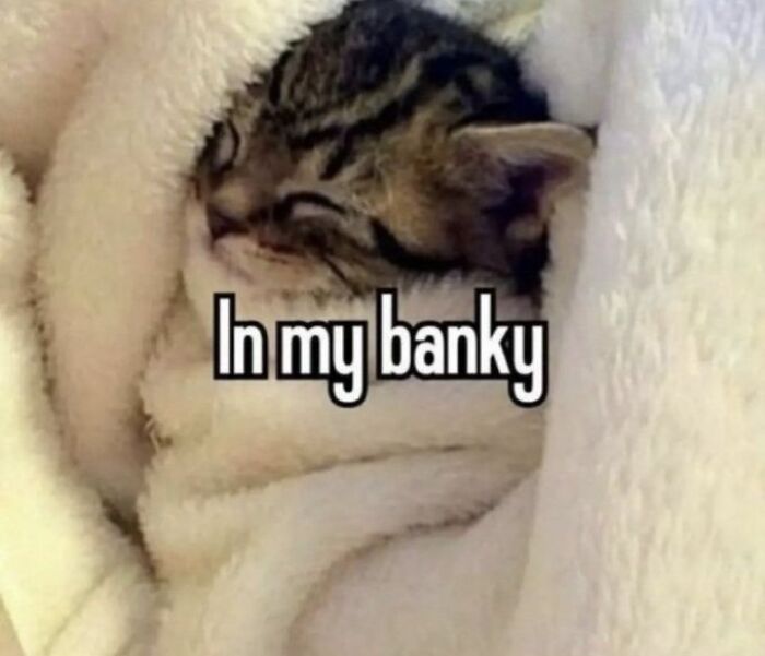 Chaotic-Funny-Cat-Pics