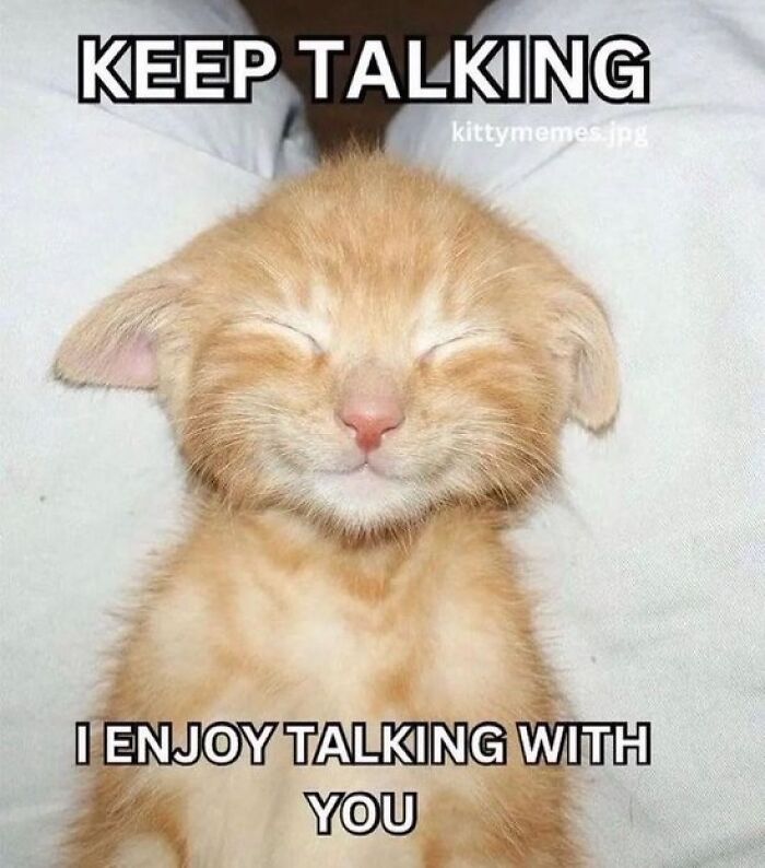 Chaotic-Funny-Cat-Pics