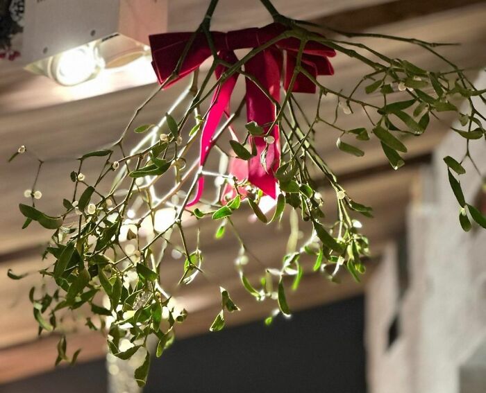 Hanging mistletoe with red ribbon, a simple and affordable Christmas decor idea for festive holiday decorating.