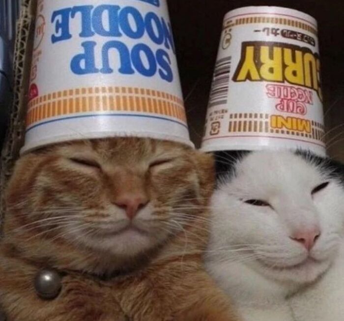 Chaotic-Funny-Cat-Pics