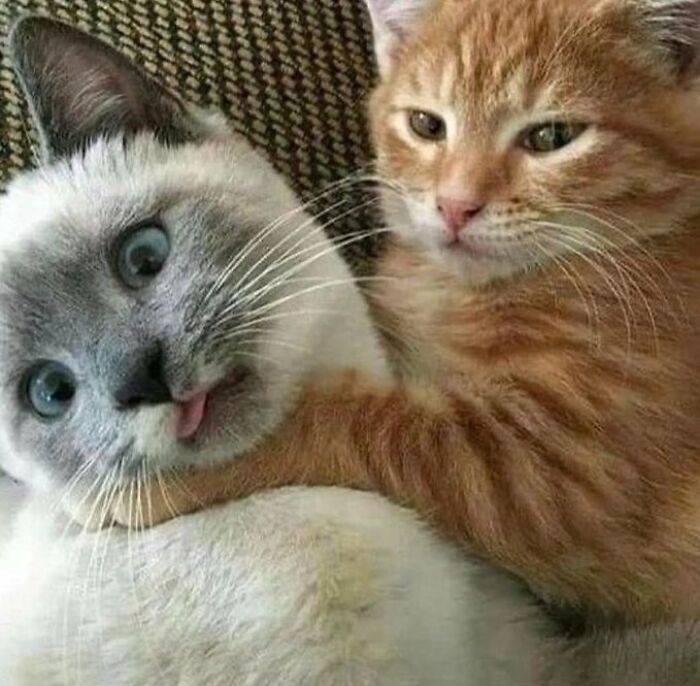 Chaotic-Funny-Cat-Pics