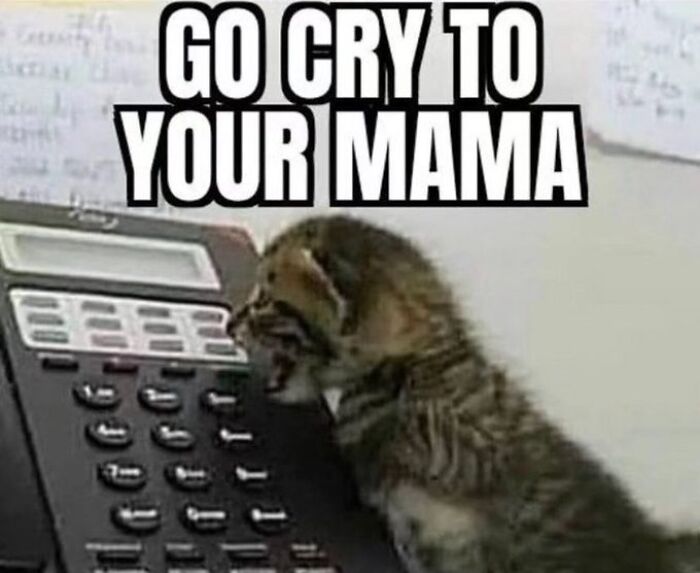 Chaotic-Funny-Cat-Pics