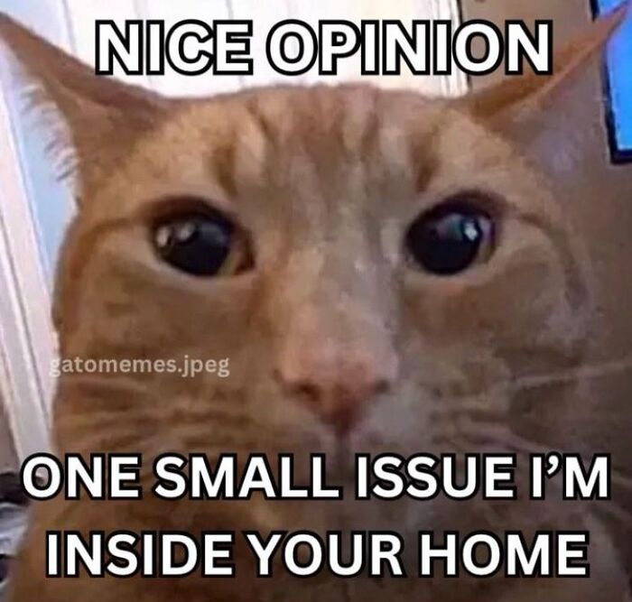 Chaotic-Funny-Cat-Pics