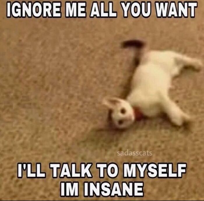 Chaotic-Funny-Cat-Pics