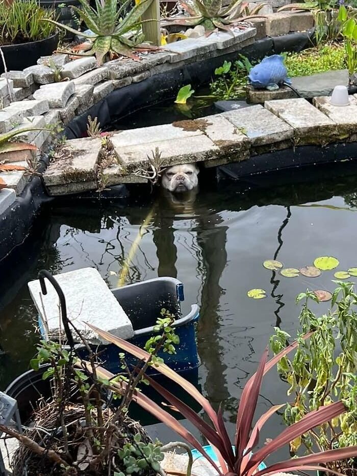 Part Dog Part Frog I Guess