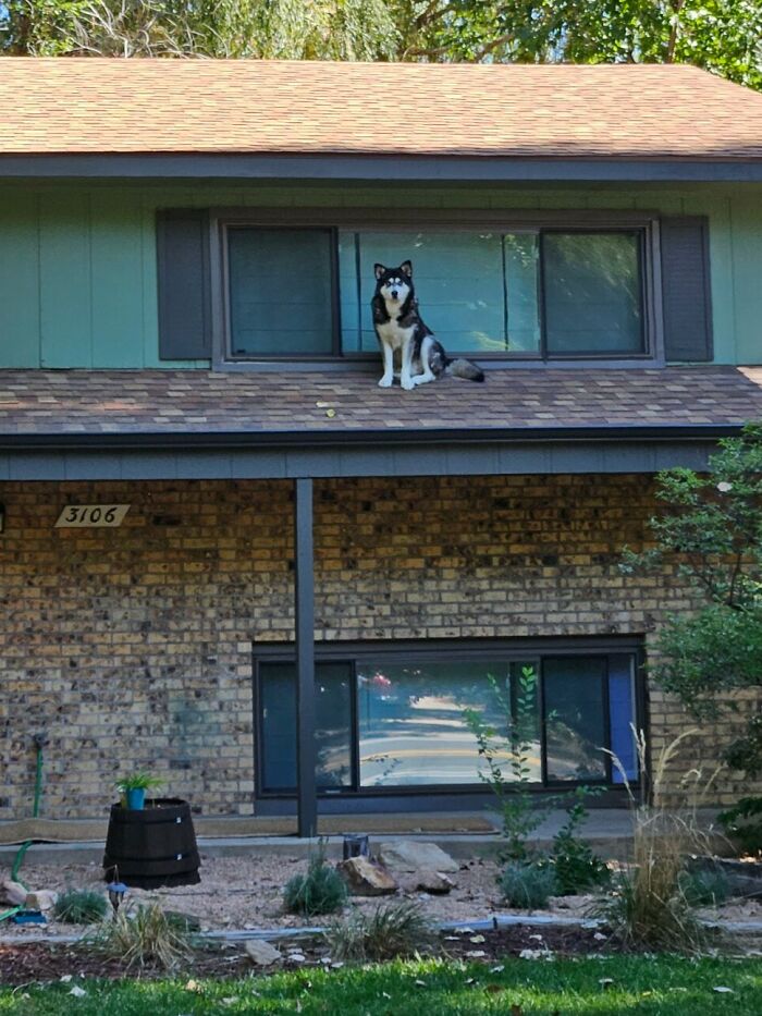 Normal Day For Neighbor Dog