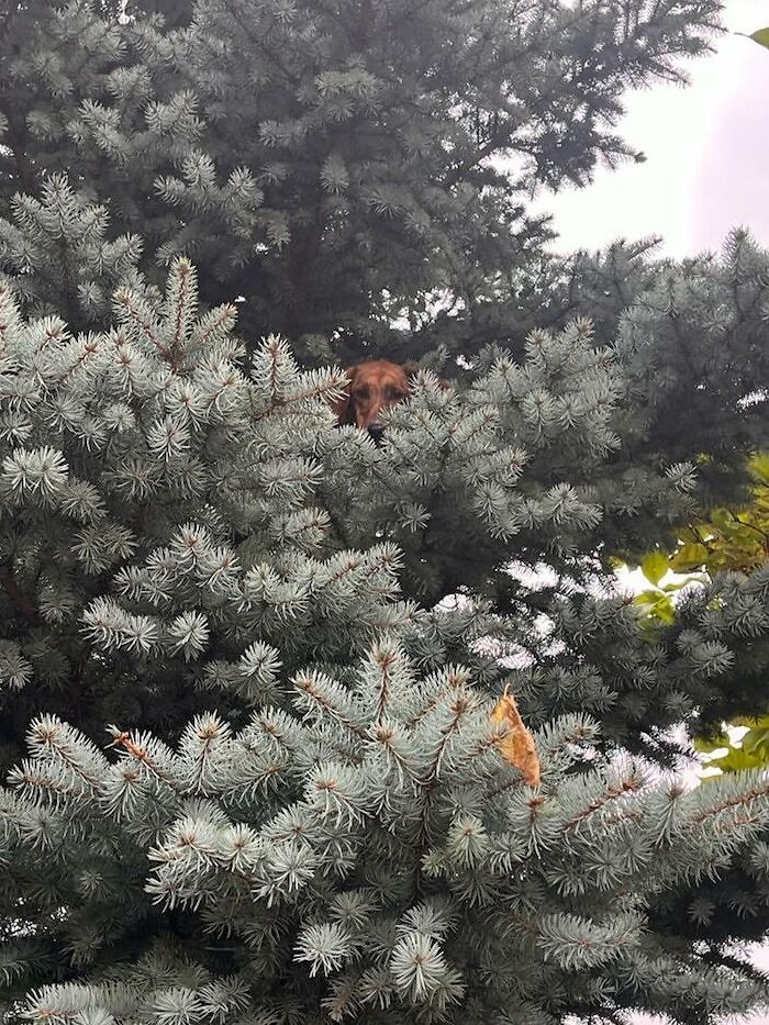 That's A Funny Looking Bird 10' Up In That Tree